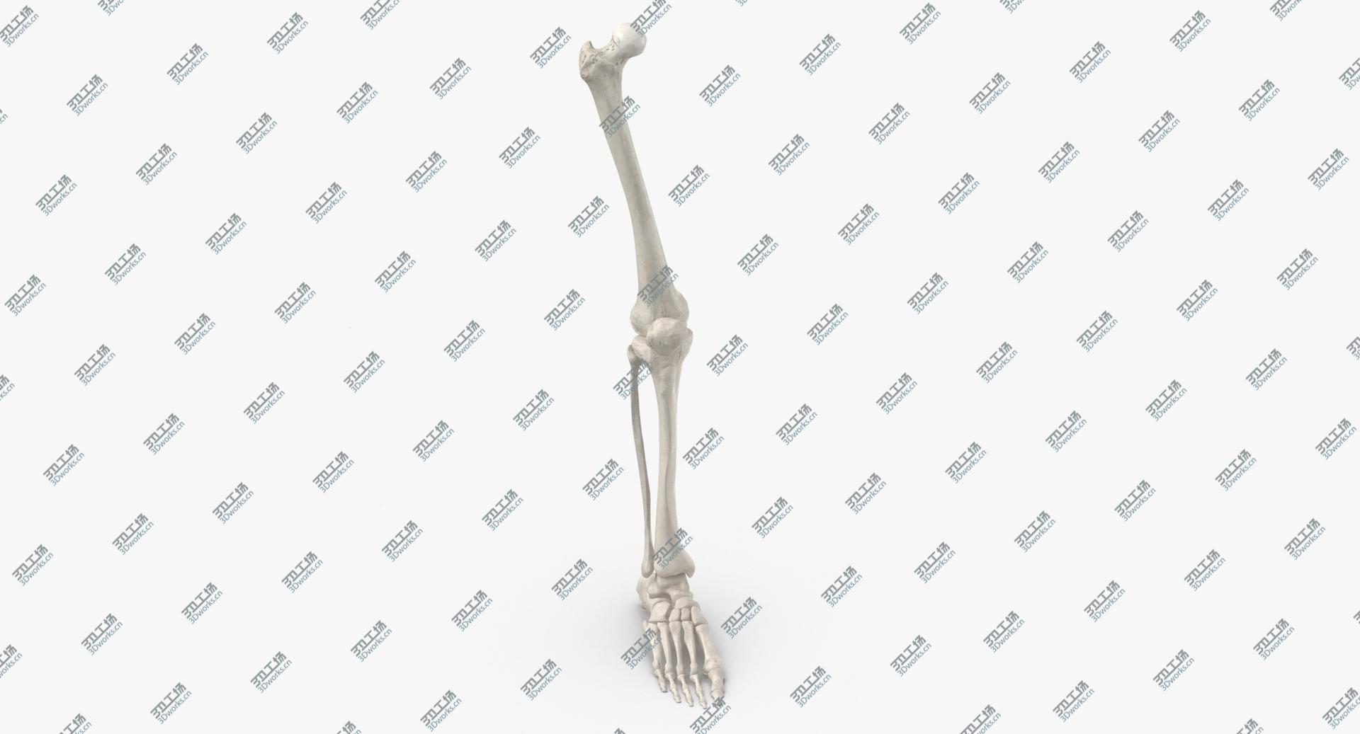 images/goods_img/202104021/3D model Real Human Leg Bones Anatomy 01 White/4.jpg